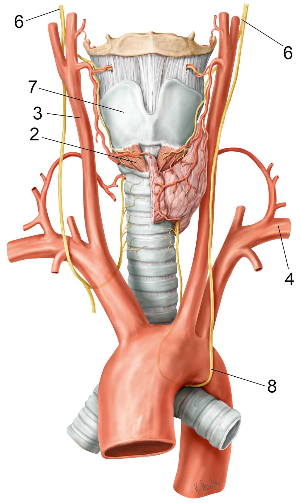 Som kirurg är det avgörande att ha en mycket god kunskap kring den topografiska anatomin i området så att det inte uppstår skador på kärl och nerver. Tema 6 - Del A.