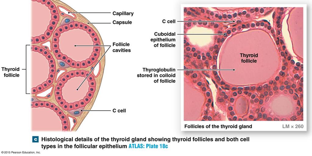 Tema 6 - Del B. (5 p) Beskriv med text och figur gl. thyroideas mikroskopiska anatomi (histologi). Vilka celler finns i gl.