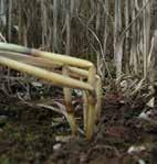 Kraftiga sommarregn kan försämra jordens struktur så mycket att roten inte orkar hålla plantan upprätt.