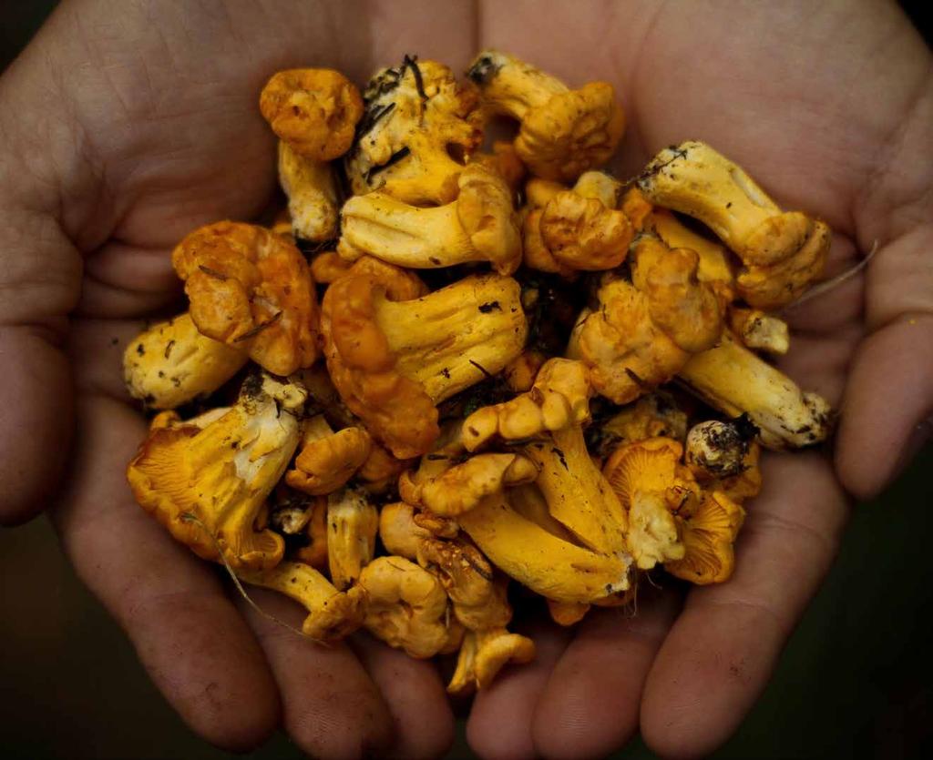 Naturens gåvor Att träden producerar frukt och skogen ger bär och svamp att plocka är exempel på viktiga ekosystemtjänster. De flesta av skogens ekosystemtjänster tar vi människor för givna.