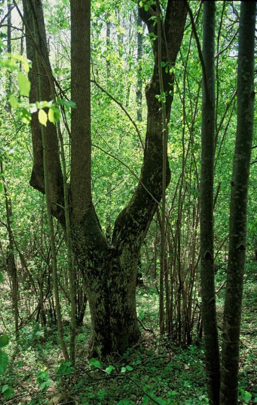 Överenskommelsens innehåll Aktivt samarbete mellan myndigheterna i frågor som rör naturvårdande skötsel i skog Skapa samsyn