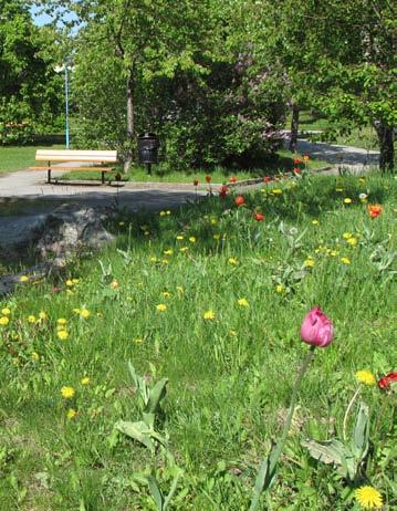 I slänten mot gångvägen blommar lökar om våren. ågra kullar finns på parkens östra sida.