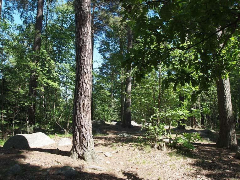 Picknickytan i mitten av Tenstadalen är den del som kopplar mest till de öppna ytorna. Gångvägar korsar skogen på ett par ställen.