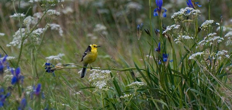 Stora områden av orörd natur med skogar, sjöar och myrar väntar Scanbirds deltagare på denna första resa till Estland. Landet är ett paradis för naturälskare.