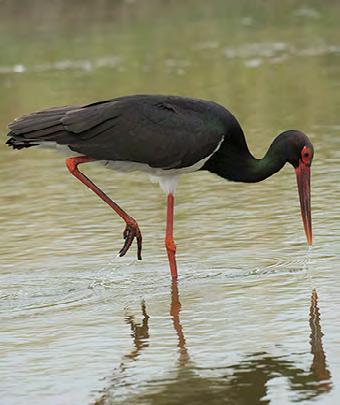 dess nuvaran Svart stork de namn.