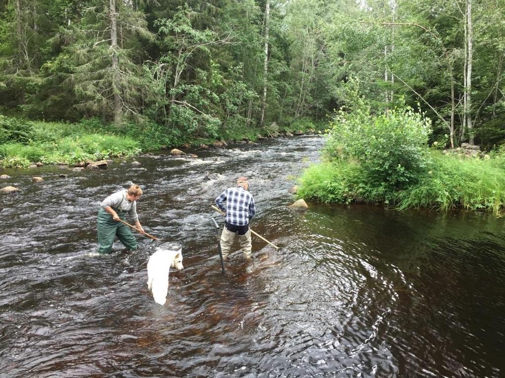 för laxartad fisk. Figur 3.