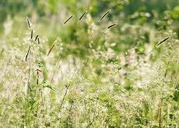 Övergripande riktlinjer för gestaltningen Planteringar och befintlig vegetation I projektet eftersträvas att spara befintlig vegetation i största möjliga utsträckning.