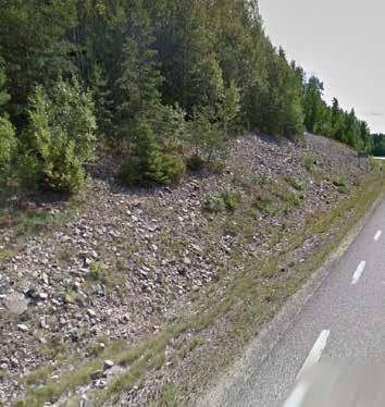 Stödplanteringar i form av brynväxter planteras där intrång i skogsmark görs.