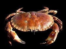 Den största krabban är den japanska spindelkrabban. Den kan bli fyra meter mellan klospetsarna. Den kan väga upp till 20 kilo. Krabban antas kunna bli 100 år gammal.