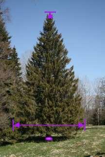 52 (108) Styrgruppen 3.5.3 Träd Geometrityp Planläge Höjdläge Attribut, relativ höjd Attribut, bredd Attribut, variant Punkt Centrum Marknivå Höjdskillnad objektets högsta punkt - markytans nivå