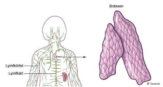 Övrig lymfatisk vävnad Förutom i lymfkörtlarna, mjälten och brässen finns även lymfatisk vävnad på andra ställen i kroppen.
