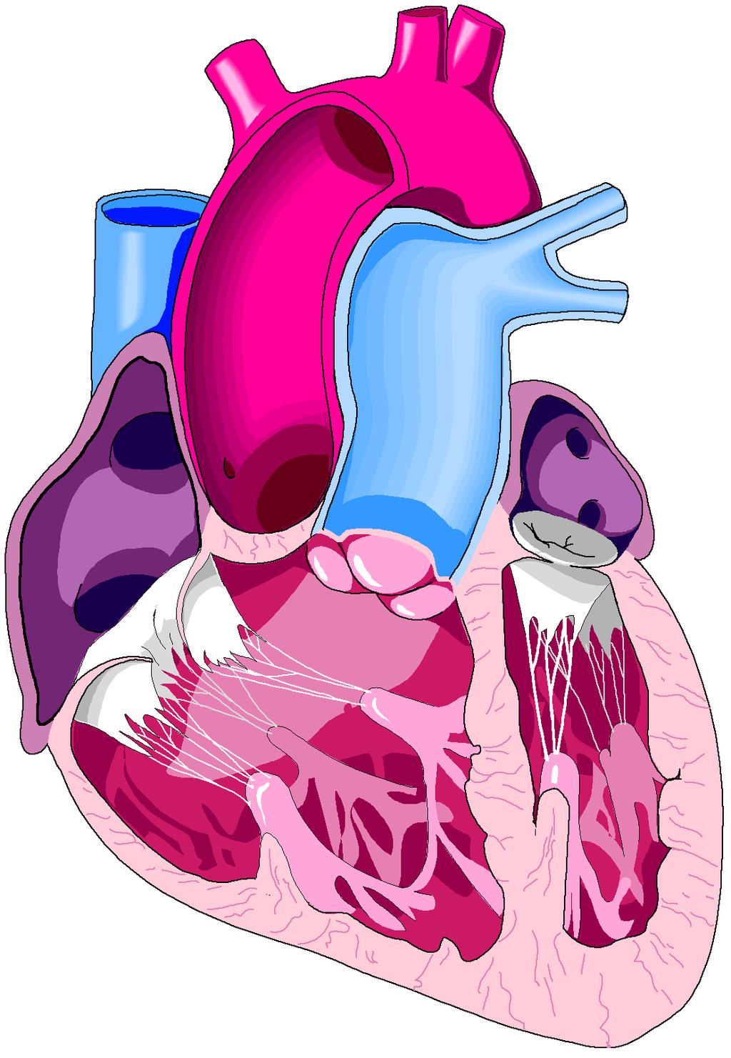 Hjärtats hålrum Vena cava superior (övre hålvenen) Atrium dextrum.