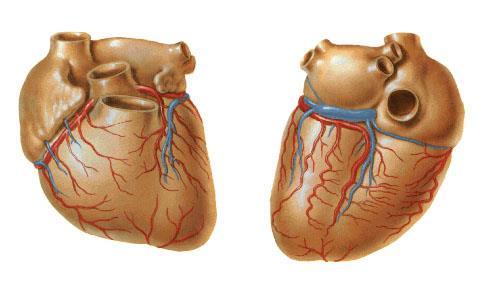 Avgår från Aorta ascendens: Hjärtats kärl (kranskärl) A. coronaria dx. V.
