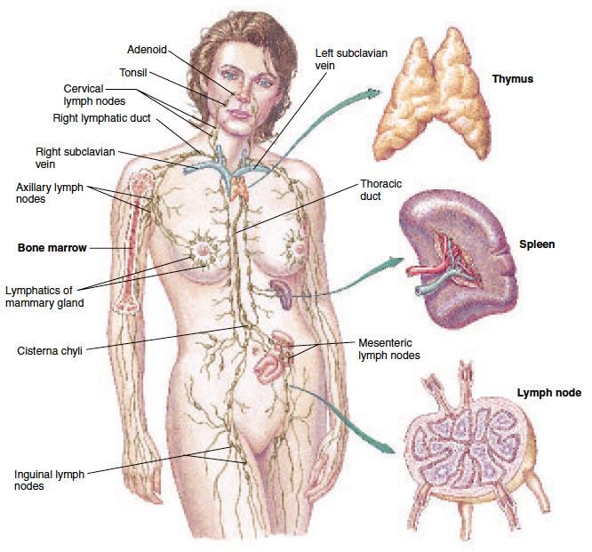 Lymfatiska organ Primära Medulla ossium rubra (röd benmärg) i ben Stamceller lymfocyter mm.