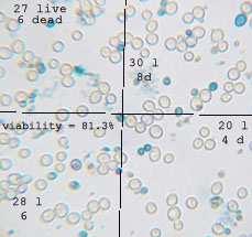 Bild12 Metylenblått, räknekammare, petriskålar, pipetter mm kan beställas hos tex www.makab.se. (2.3.3) Uppskatta den relativa glykogennivån i jästen Jästens energiförråd under lagring är glykogen.