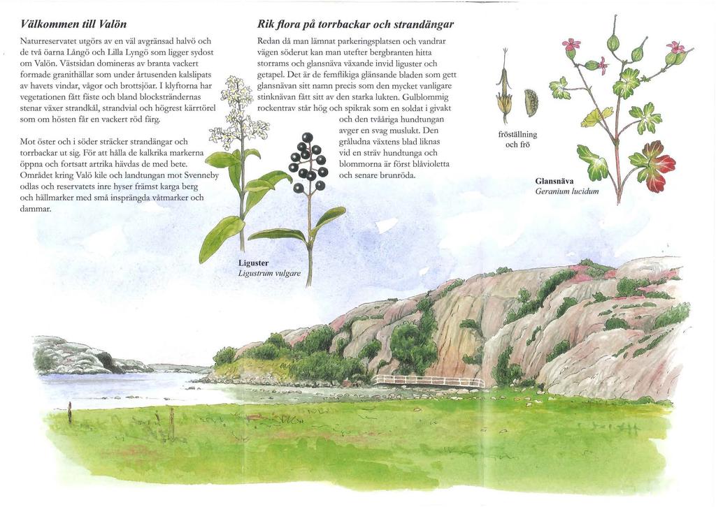 Välkommen till Va/ön Naturreservatet utgörs av en väl avgränsad halvö och de två öarna Långö och Lilla Lyngö som ligger sydost om Valön.