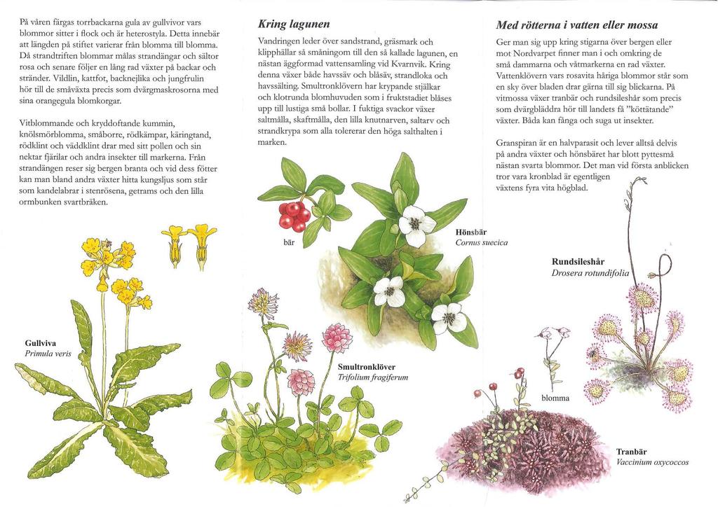 På våren färgas torrbackarna gula av gullvivor vars blommor sitter i Bock och är heterostyla. Detta innebär att längden på stiftet varierar från blomma till blomma.