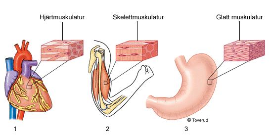 skelettmuskulaturen. Muskelfibrerna är ofta förgrenade och bildar tredimensionella nätverk. Hjärtmuskulaturens sammandragningar pumpar ut blodet i kärlen.