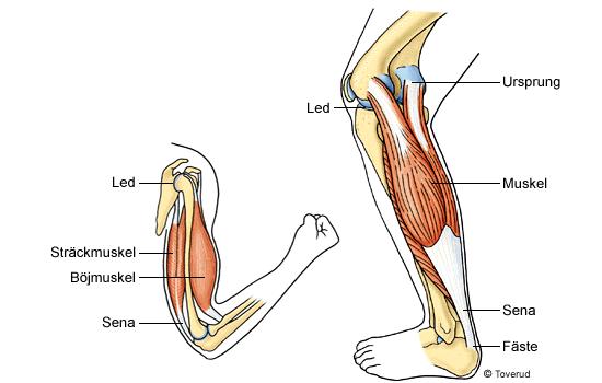 vid vila finns en viss spänning i muskulaturen. Tack vare den kan vi stå upprätt och kroppens leder hålls ihop. Olika delar av muskeln: Fästpunkt.