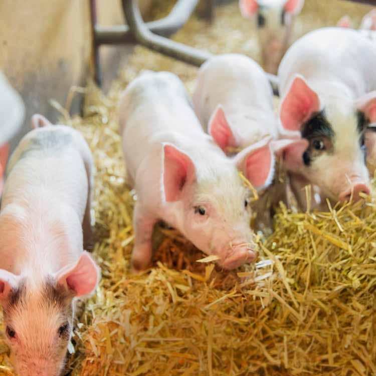 Så skapas en hållbar svensk grisuppfödning Verka för att alla EU:s medlemsstater lever upp till de gemensamma regler och lagar som beslutats.