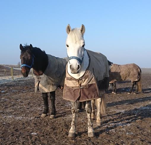 Stalldag med hästskötsel och hästspa den 4 januari 2019 (projekt LA stad) Kom och pyssla om Viarps fina hästar.