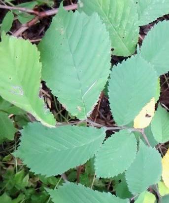 Träd Lind (Tilia cordata) Juli-augusti. Lind är en vanligt förekommande art som kan bli upp till 30 m hög med bladskivor som är 3-7 cm långa.
