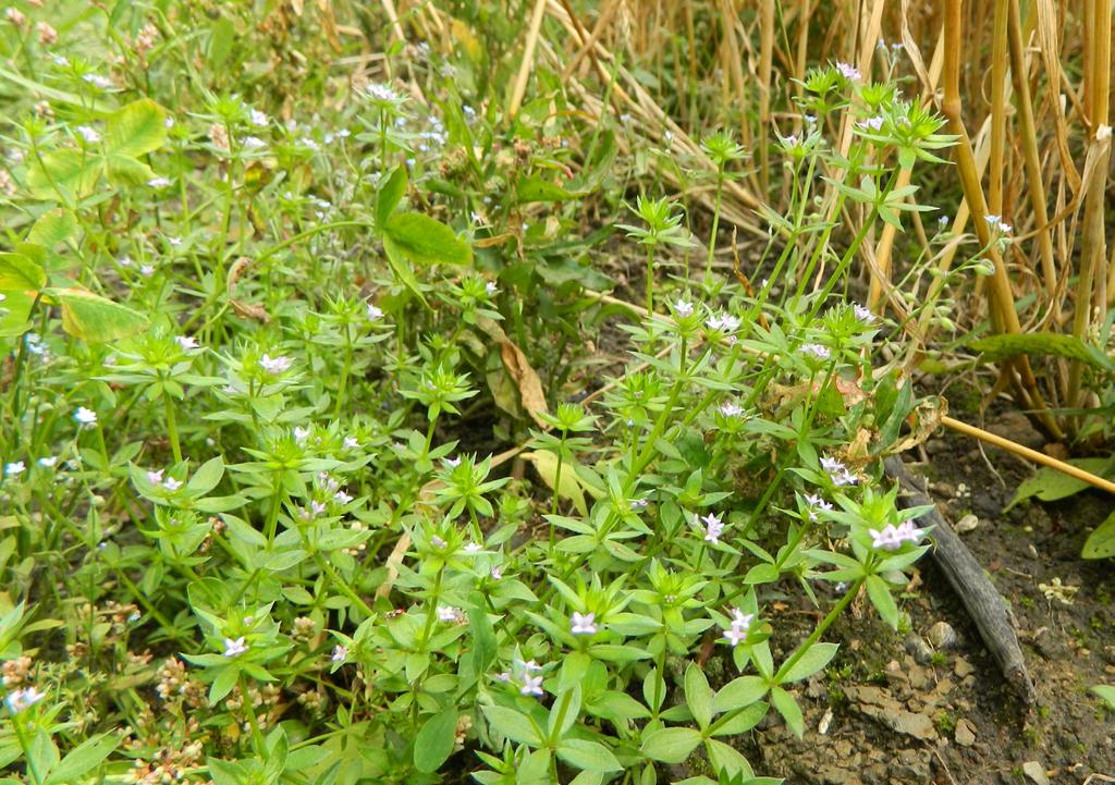 Åkerfibbla - Hypochaeris glabra Åkermadd - Sherardia arvensis Åkerfibblan påminner mycket om andra typiska fibbleliknande arter.