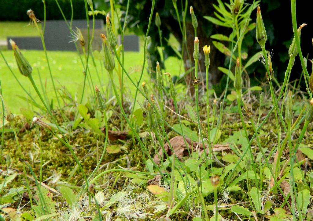 Åkermadden saknar dessa hakar. Åkerfibblan är en växtart som har Halland som sitt huvudsakliga utbredningsområde. Den finns enligt uppgift på ett 100-tal ställen i länet.