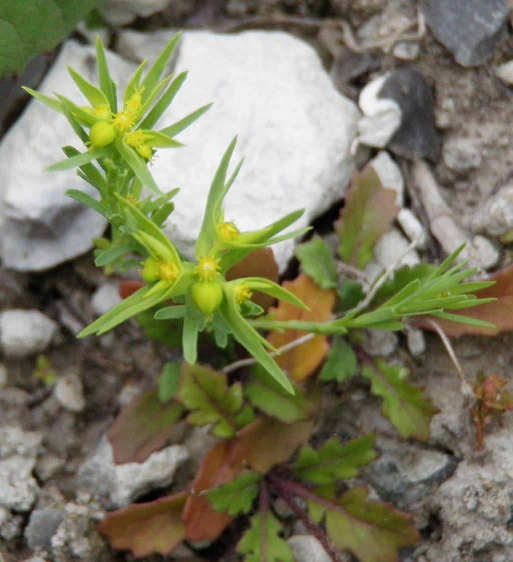 Grusnejlika - Gypsophila muralis Småtörel - Euphorbia exigua Grusnejlikan har ett ganska typiskt nejlikeliknande ut seende. Den är dock oftast väldigt småväxt och inte mer än 10 cm hög.