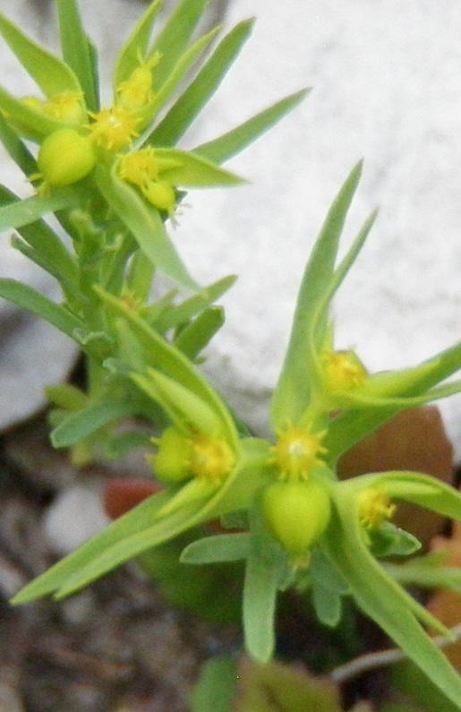 Möjligen kan grusnejlikan förväxlas med den mycket vanliga arten rödnarv som också kan växa i samma typer av miljöer. Rödnarven saknar dock förgrenad stjälk och har spetsiga kronblad.