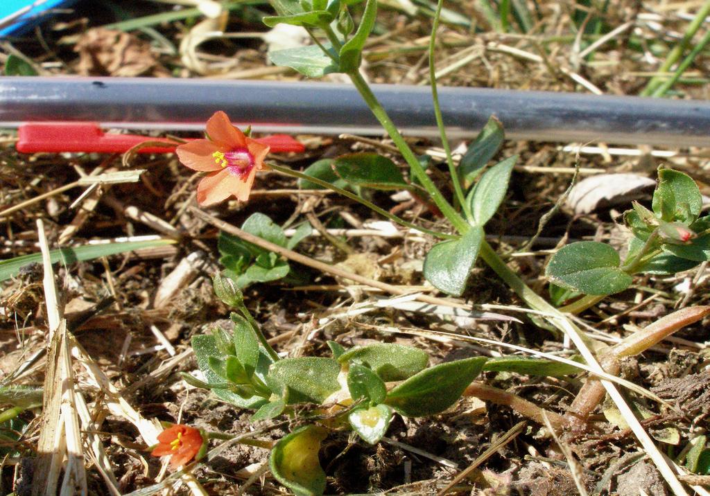 Rödmire - Anagallis arvensis Förväxlingsarter - rödmire Rödmire är i blom lätt att känna igen.