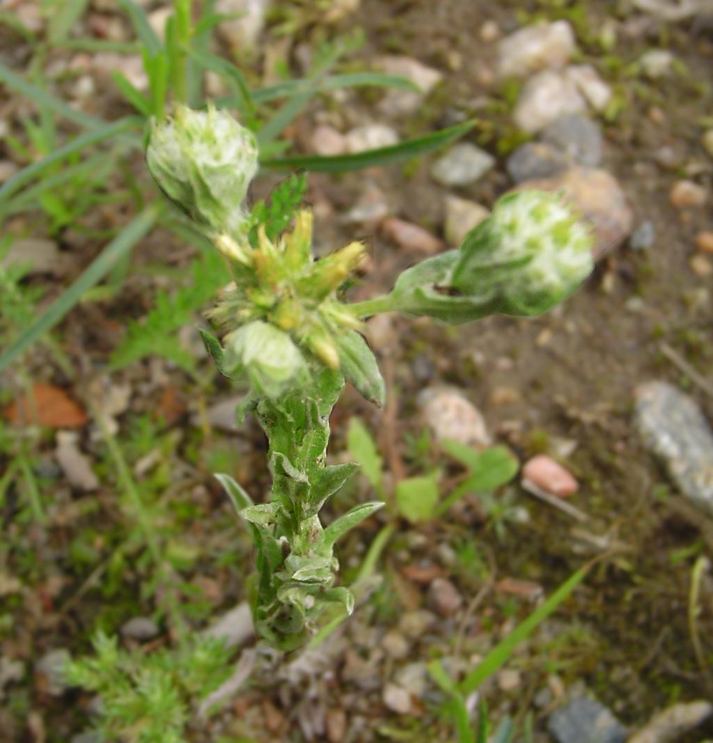 Klotullört - Filago vulgaris Förväxlingsarter - klotullört En mellan 5-30 cm hög växt som främst karaktäriseras av sina klotformiga blomhuvuden och att den är y-format förgrenad i toppen.