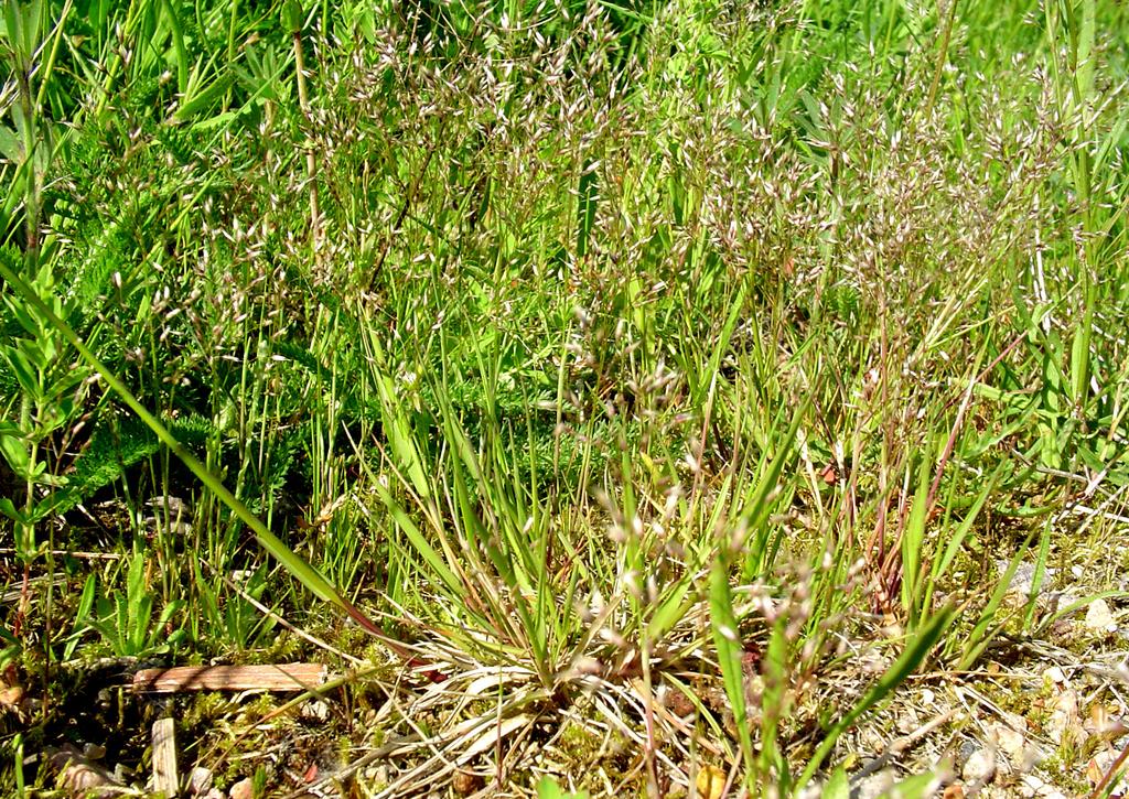Vittåtel kan närmast liknas vid en kortvuxen kruståtel, ett av Sveriges vanligaste gräs som ofta växer vid hyggen.