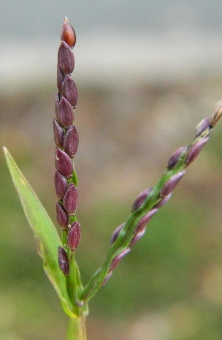Fingerhirs är vårgroende och kan hittas i de flesta typer av odling under juni-september. Vittåtel är ett kortvuxet gräs som sällan ses till i Halland.