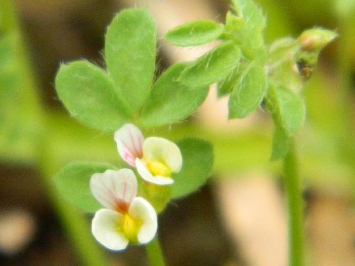 Dvärgserradellan är en nedliggande ärtväxt som blir mellan 5-30 cm. Den har vita, mycket små blommor som blommar under juni augusti.