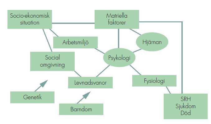 Den biopsykosociala