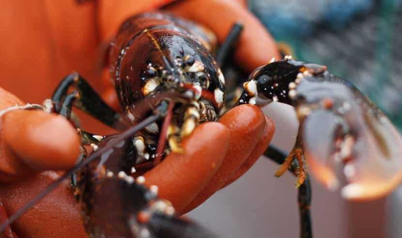 SYFTE en blå översiktsplanen syftar till att säkerställa en god planering av de gemensamma marina resurserna och därmed skapa förutsättningar för ett friskt hav med en mångfald av aktiviteter och