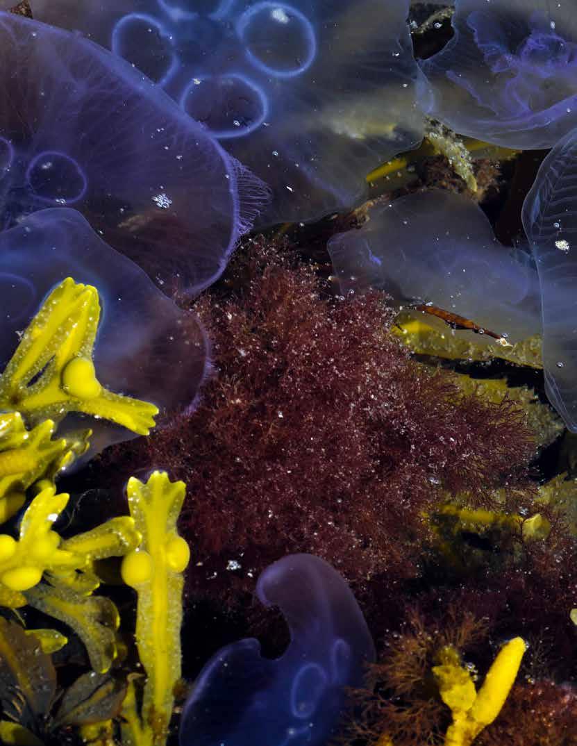 NATURVÄREN BLÅ SAMHÄLLSBYGGNASMÅL All maritim utveckling i våra kommuner är grundade i en förståelse för den centrala betydelsen av ekosystemens tjänster och