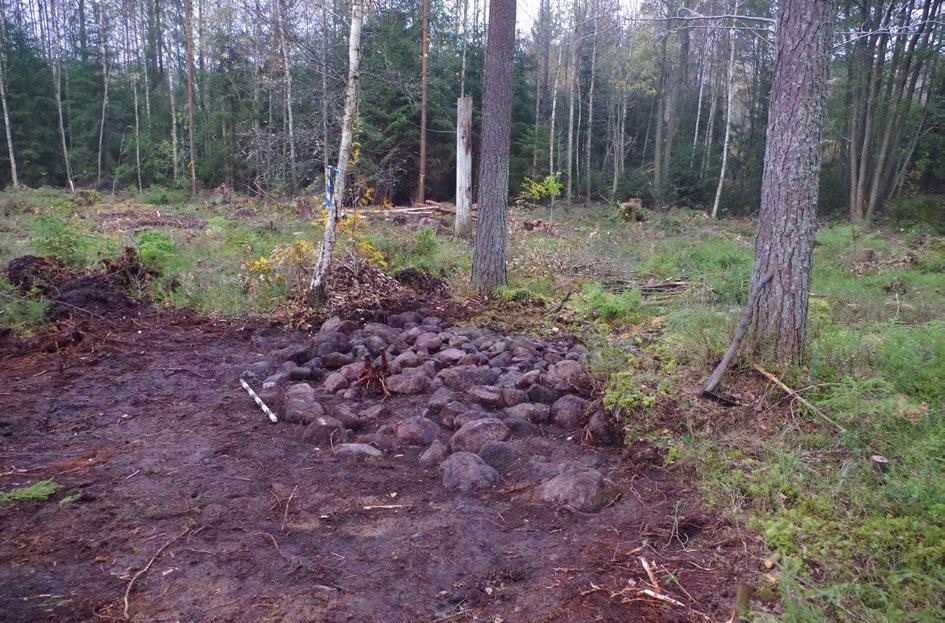 Figur 7. Ett av de partiellt avtorvade röjningsrösena inom RAÄ 207. Yta 2 Delområde 2 (yta 2) utgjordes av två närbelägna ytor som vid utredningens steg 1 bedömdes som möjliga boplatslägen.