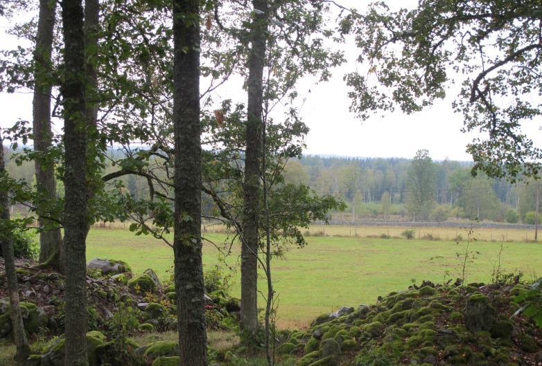 De öppna stenröjda åkrarna kantas av många stora röjningsrösen, som ligger i ängsmarkerna.