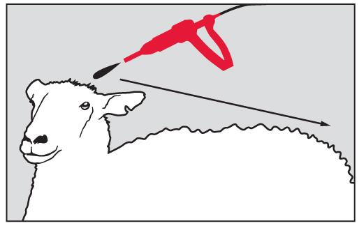från skuldrorna till bakdelen längs med mitten på ryggen. Fåren kan behandlas efter klippning eller när som helst under året.