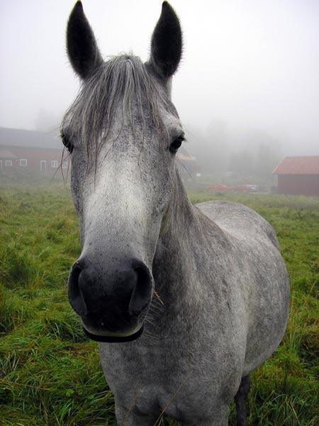 grodde Spannmål Grovfoder Foderspill =