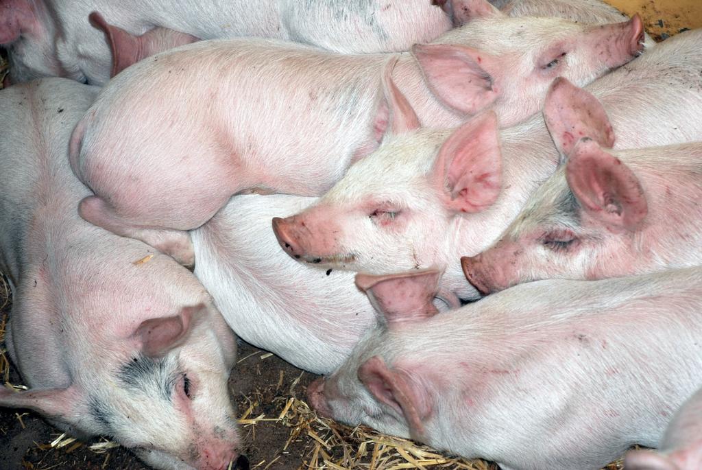 Ska användas direkt vid lagring tar den värme. Hygien? Mastit? Till sinkor, tjurar, köttdjur?