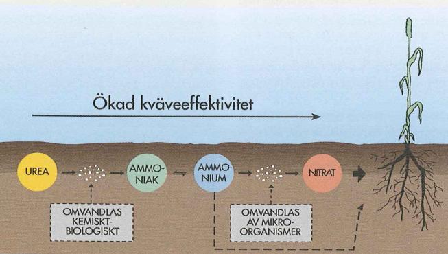 sockerbetor (98-146%) jmf med mineral-n lång vegetationsperiod sockerbetan har ett djupt rotsystem (dock ej potatis) biogödselns innehåll av