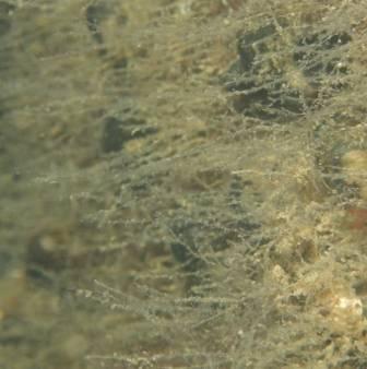 Tillsammans med blåstången växer även kräkel och rödblad (bild 31) som har ett kraftigare och mer grenat utseende på dessa djup jämfört med hur den ser ut när den växer på större djup.