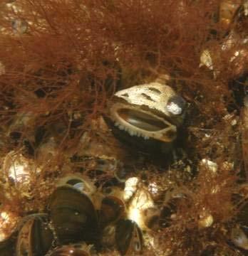 Här är också båtsnäcka (Theodoxus fluviatilis), brackvattenshjärtmussla (Cerastoderma glaucum) och östersjömussla (Macoma balthica) vanliga.