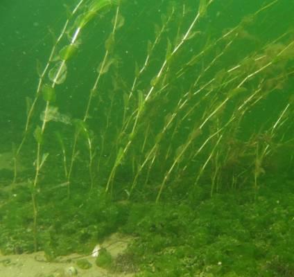 Transekten startar en bit ut från land enligt naturtypens avgränsning. Djupet sträcker sig mellan 5,1 och 7,1 meter. Substratet består av mjukbotten i hela transekten.