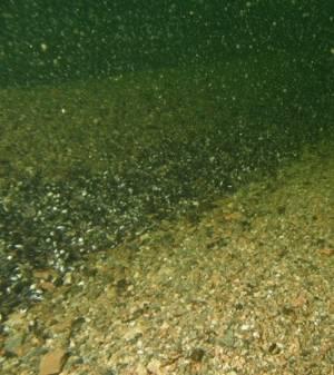 Djupet på transekten sträcker sig från ett grynnområde på 0,5 m djup ner till cirka 14 meter där botten planar ut i en yta med grov sand som ligger i grova böljeslagsmärken (bild 2).