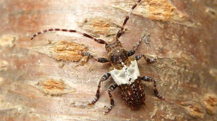 Svarthårig kvistbock (Pogonocherus hispidus) Larverna