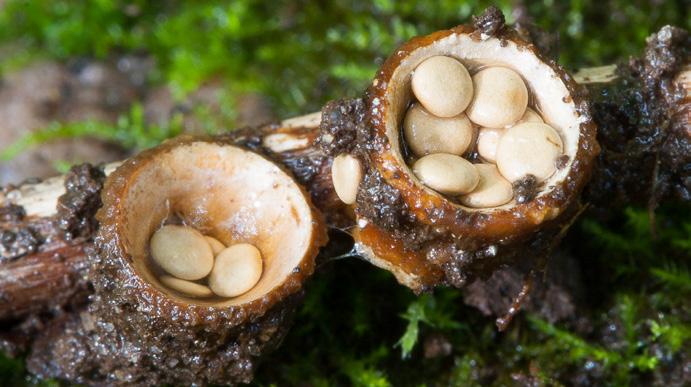 EXEMPEL VEDSVAMPAR Gullkrös (Tremella